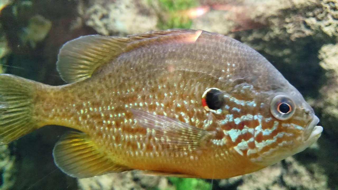 Aquarium Part 1 Cabela's Bass Pro Shop Hamburg, Pennsylvania YouTube