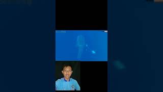 HEWAN YANG MEMINTA PERTOLONGAN MANUSIA #shorts #viral #education