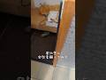 昼休憩にサプライズ訪問したら #コーギー #shorts #自宅警備員