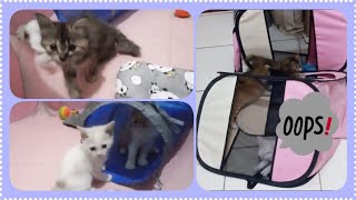 @cc.cutecats How Did The Tent Collapse? 🤔 by CC.CUTECATS 86 views 2 weeks ago 2 minutes, 31 seconds