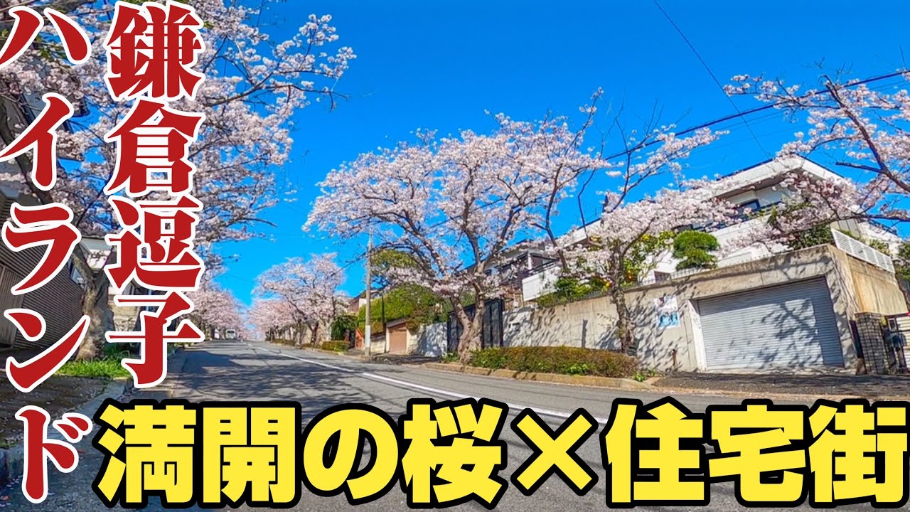 鎌倉逗子 日本屈指の桜道 絶景の住宅街 鎌倉逗子ハイランドをご紹介 Youtube