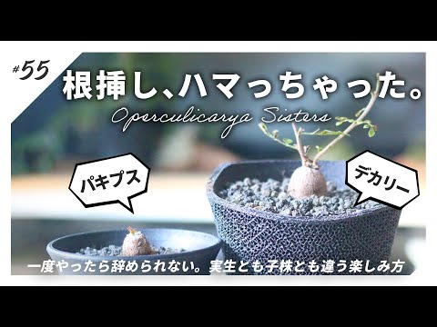 塊根植物】デカリーの根挿しお迎えと、パキプス根挿しその後のお話