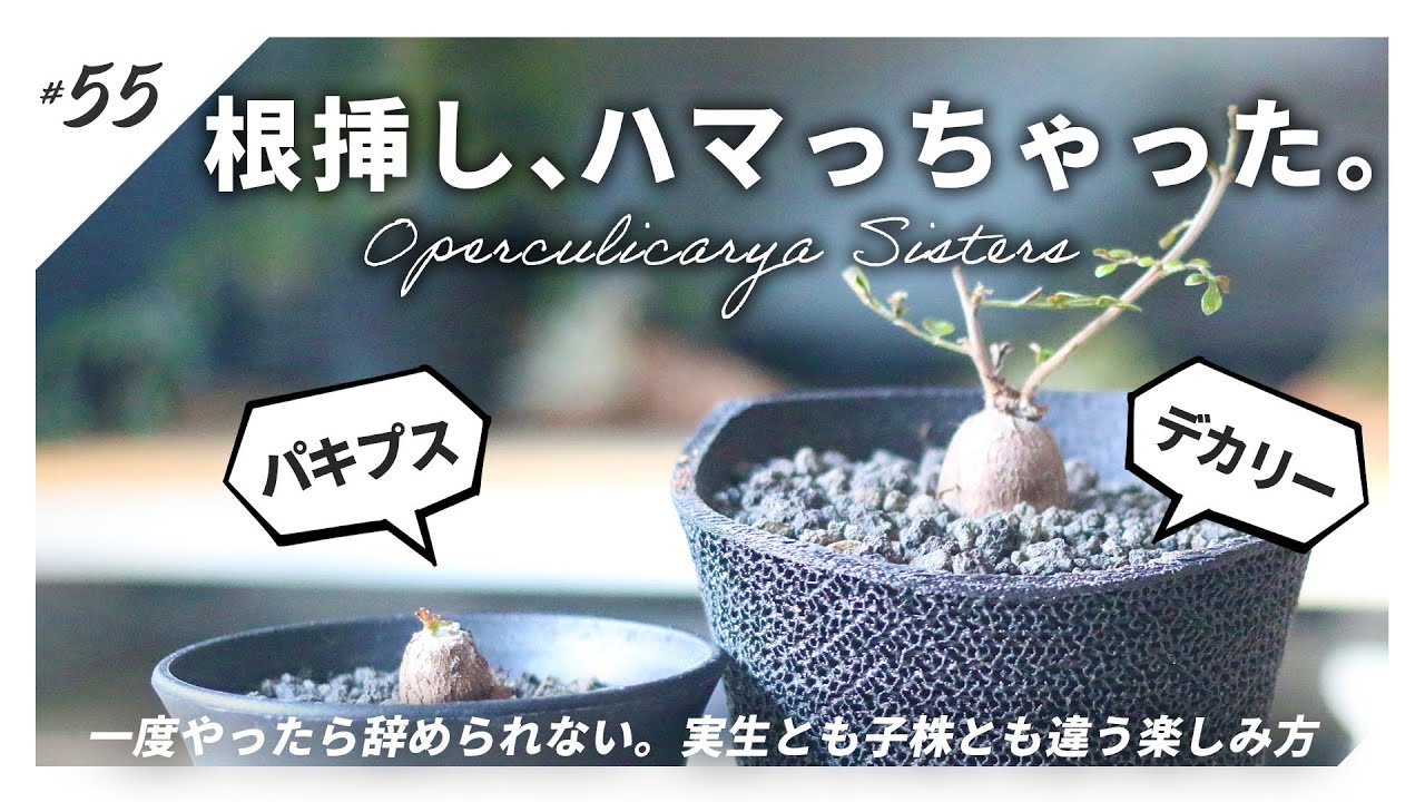 【塊根植物】デカリーの根挿しお迎えと、パキプス根挿しその後のお話。