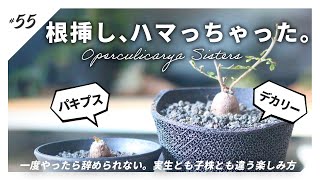 塊根植物】デカリーの根挿しお迎えと、パキプス根挿しその後のお話