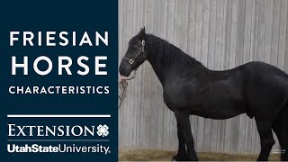 Friesian Horse Characteristics