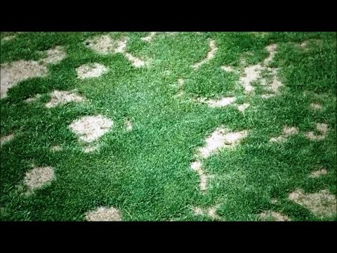 Choroby trávníku: plíseň sněžná