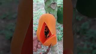 Download Lagu Viral papaya #papaya MP3