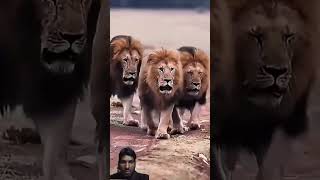 Lion vs Tiger vs Smilodon: Who is the Deadliest Hunter? 🦁⚔️🐯 #shorts #factlinker #animals