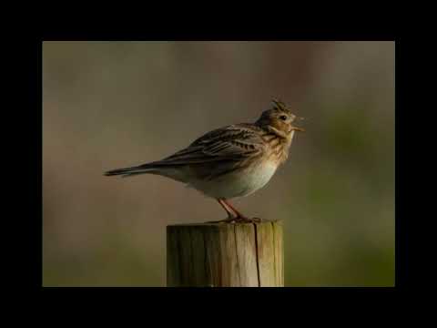 Eurasian skylark (Alauda