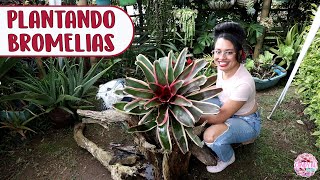 PLANTING a BROMELIAD arrangement on a wooden trunk │Candy Bu