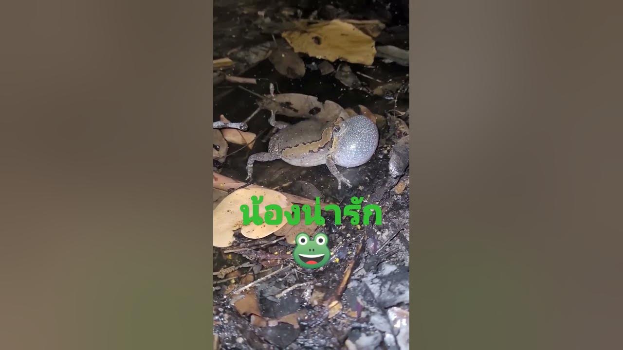 อึ้งอ่าง - YouTube อึ้งอ่าง - Youtube