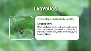 Insect Identification App