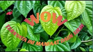 MANFAAT DAUN SIRIH, UNTUK OBAT HERBAL DAN KESEHATAN TUBUH