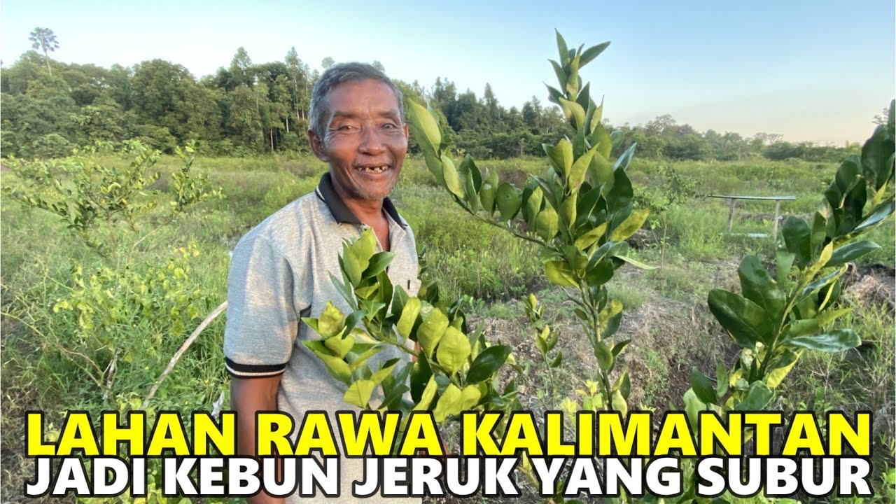 TRANSMIGRAN ASAL JOGJA INI SEMANGAT BERKEBUN JERUK & BERSIAP BETERNAK KAMBING DI SEPUNGGUR BULUNGAN