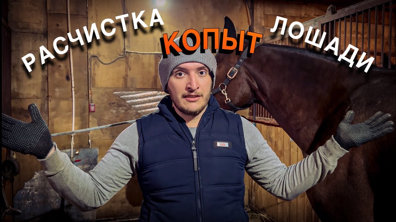 Каким должно быть идеальное копыто лошади? Ищем баланс.