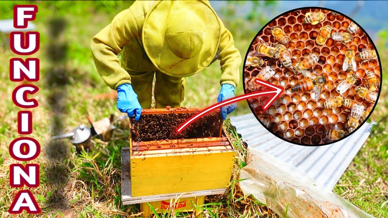 🐝 Resultado de la División de una Colmena | Método Bentley ✅