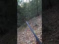 四国犬テツは猪だけ吠えます#狩猟 #松ごり #猟犬 #猪#四国犬