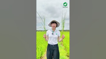 Bí Quyết Ra Rễ Nhiều, Lúa Mập Cho Giống OM18 Với Bộ Đôi RONADO - CỨNG CÂY 304