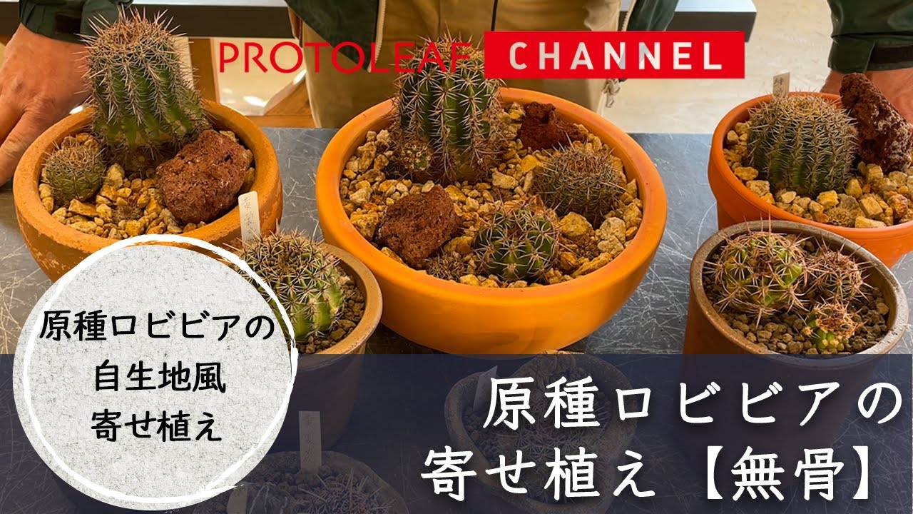 【綴化】 多肉植物　花サボテン　ロビビア属　L-29 ロビビア・エキノプシス系サボテンの開花 - Cichlid node
