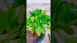 Sharing two simple grafting methods for jade plants #PlantingTips #Grafting Tutorial