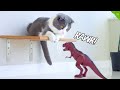 Are Cats Scared Of Dinosaurs? | Compilation