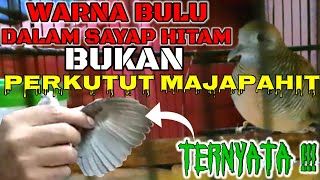 PERBEDAAN TRAH PERKUTUT TUBAN DAN MAJAPAHIT