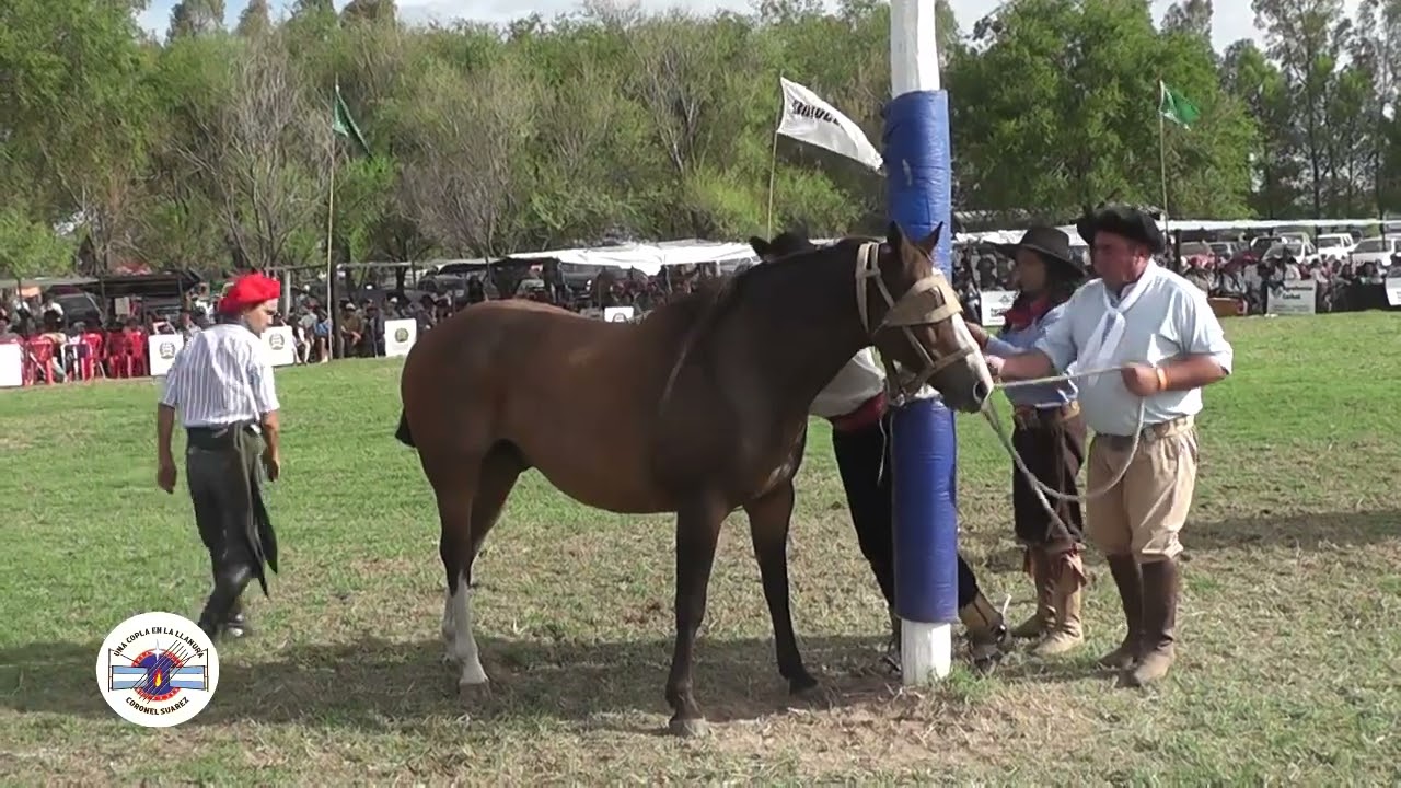 UNA COPLA EN LA LLANURA- MONTA ESPECIAL -   JOAQUIN GRIOLIO VS EL BATARAZ