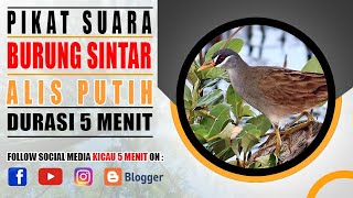 PIKAT SUARA BURUNG SINTAR ALIS PUTIH PENGHUNI RAWA & DANAU