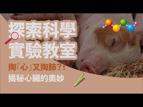 掏「心」又掏肺!解剖豬心 【探索科學實驗教室】