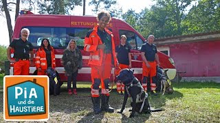 Ein Tag bei den Rettungshunden | Information für Kinder | Pia und die Haustiere SPEZIAL