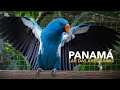 Um dos maiores CRIADOUROS de AVES EXÓTICAS do MUNDO no PANAMÁ | PAPAGAIOS RAROS!!!