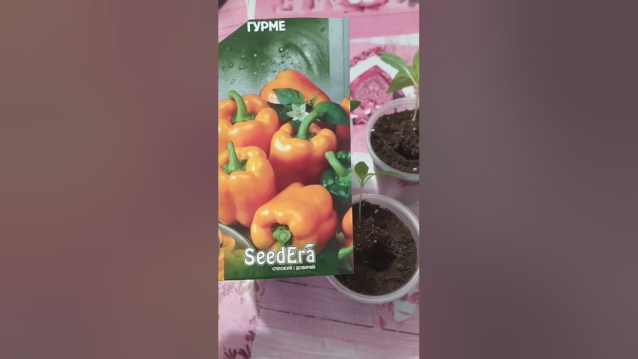 Перец Гурме - YouTube