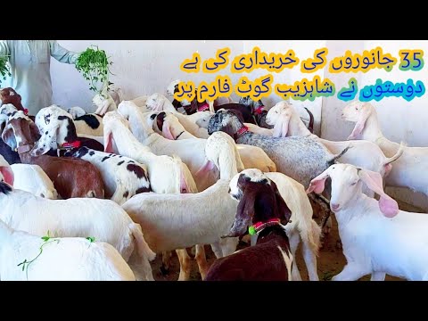 شاہزیب گوٹ فارم پر دوستوں نے 35 جانوروں کی خریداری کی ہے سستےاوراچھے جانوروں کیGoatfarminginpakistan