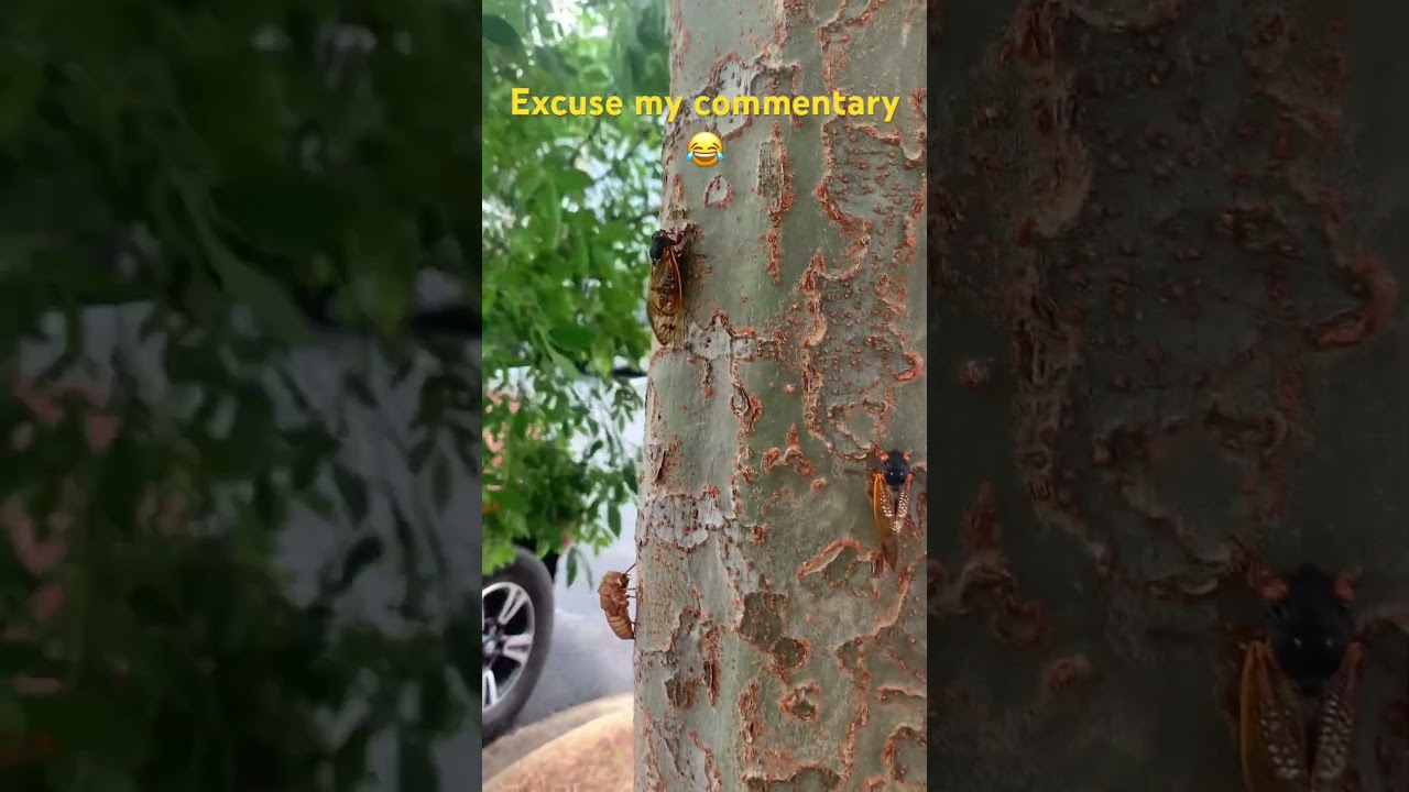 Cicadas Swarm a Tree in North Alabama! 