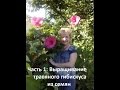 ТРАВЯНИСТЫЙ ГИБИСКУС ИЗ СЕМЯН Часть 1