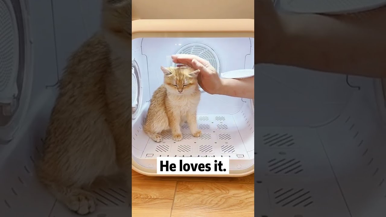 What Makes a PawSome Pet Dryer? 🐶😺🙉