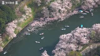 空撮・千鳥ケ淵に花いかだ