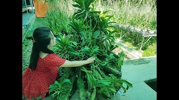 Kinh Nghiệm Trồng Và Ghép Lũa Lan Đai Châu - Liên Hệ CTY TNHH Bá Ninh 0359 507 799