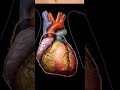 Meet the heart! _ Circulatory system physiology