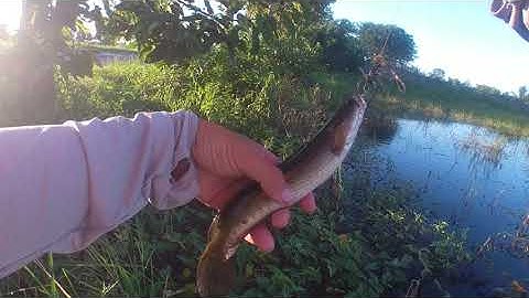 Câu Cá Lóc Trên Ruộng Lúa , Cá nhiều kinh khủng táp liên tục