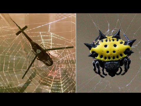 Video: Örümcek Ağından Daha Güçlü
