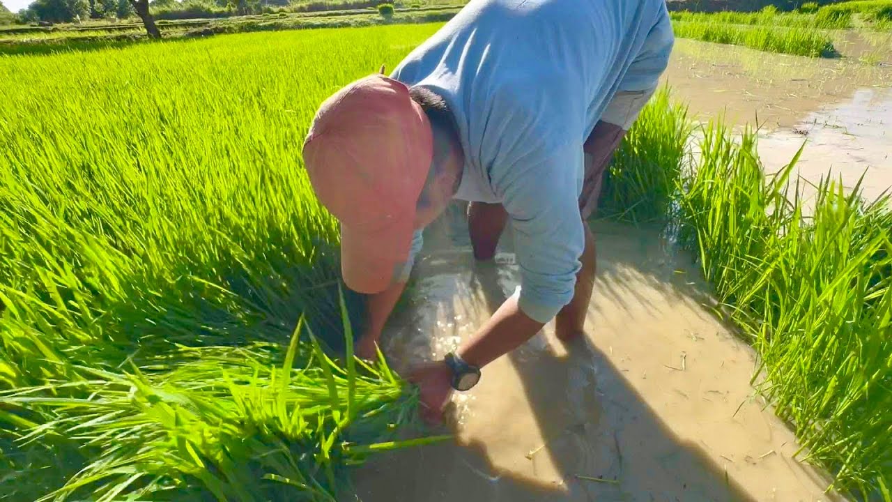 ⁣Wonder Organic fertilizer na AMO -  Grabe 100% germination ang palay seedlings!