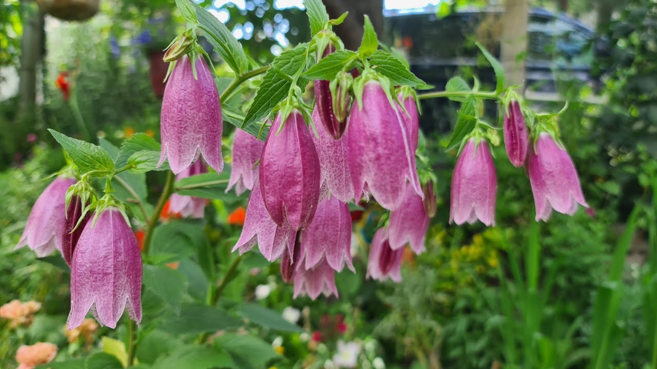 Gökte Ararken Yerde Buldugum Güzellik Benekli Çançiçeği, Canpanula Punçtata