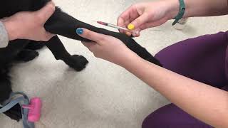 15. Dog Cephalic Venipuncture