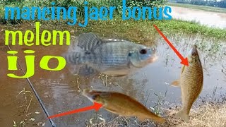 SPOT DANGKAL!!!!panen strike//bonus melem ijo@donalsenengmancing