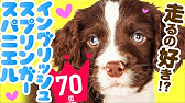 散歩が嬉しくてはしゃぎ回る犬ライム Lime The English Springer Spaniel Frolic With Joy Walks Youtube