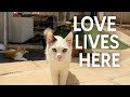 Cats of Malta Documentary | Tomasina Cat Sanctuary – Bonus Interview