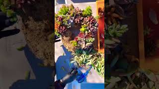 Beautiful succulent wreath. #succulents #wreath #flowers #art #plants #diy #hobby #cute #workshop