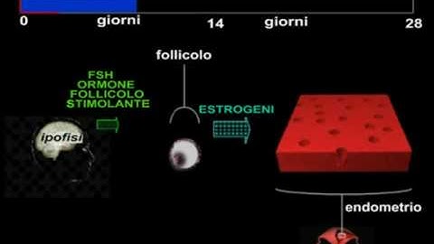 Il ciclo mestruale descritto dal Prof.C.Manna