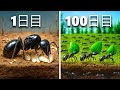 アリのコロニーを100日間シミュレーションしてみた